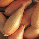 Sonkahagyma